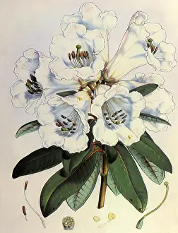 Fitch: Rhododendron - Dalhousie