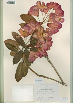 Pollen: Rhododendron, dawn's delight