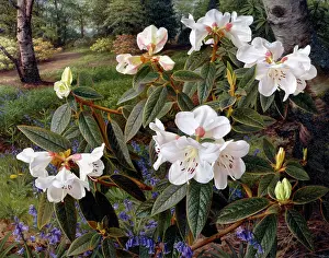 Rhododendron: Rhododendron Edgeworthii ' at edge of woods