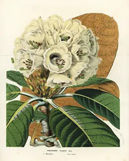 Serres: Rhododendron falconeri