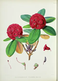 Eudicot: Rhododendron fulgens