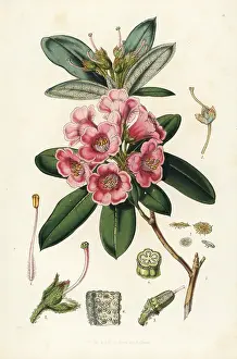 Glaucum: Rhododendron glaucum