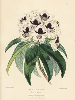 L. Reeve: Rhododendron hybrid, Star of Ascot
