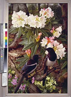 Magpies: Rhododendron Morii with Magpies