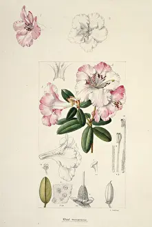 Snelling: Rhododendron moupinense, rhododendron