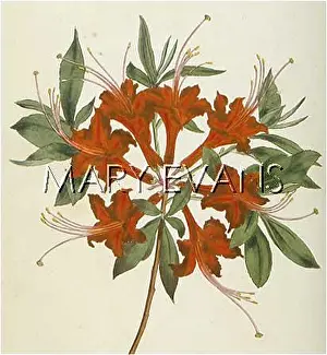 Coccinea: RHODODENDRON NUDIFLORA