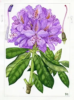 Midhurst: Rhododendron ponticum - rhododendron