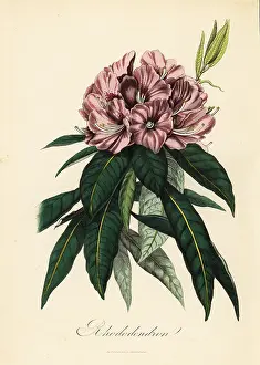 Achille Comte: Rhododendron, Rhododendron javanicum