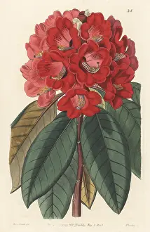 John Lindley: Rhododendron rollissonii