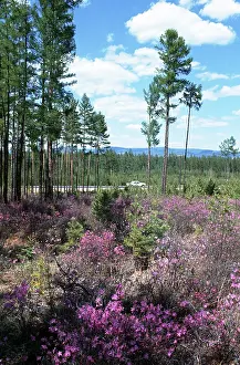 Transbaikal: Rhododendron sichotens blooming, 1978