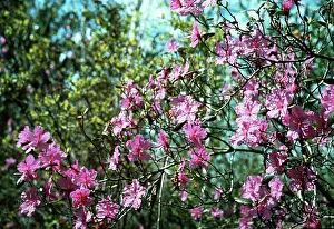 Transbaikal: Rhododendron sichotens blooming, 1978
