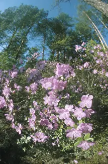 Sadchikov: Rhododendron sichotens blooming, 1990