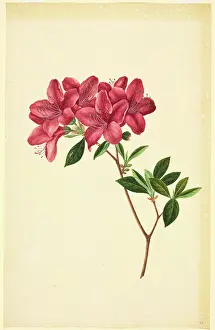 Ericaceae: Rhododendron sp