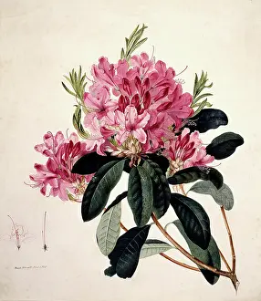 Ericaceae: Rhododendron sp