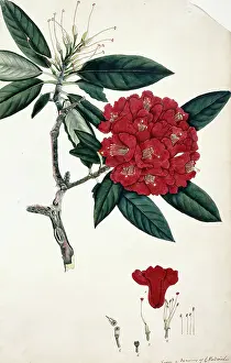 Ericaceae: Rhododendron sp