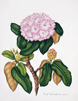 Ericaceae: Rhododendron sp. pink rhododendron