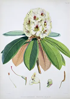 Ericaceae: Rhododendron sp. rhododendron