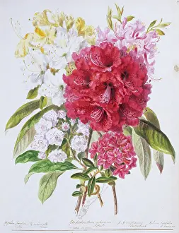 Twining: Rhododendron sp. rhododendron