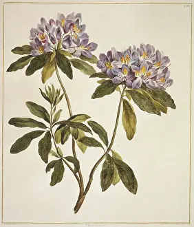 Ericaceae: Rhododendron sp. rhododendron