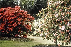 Rhododendrons: RHODODENDRONS