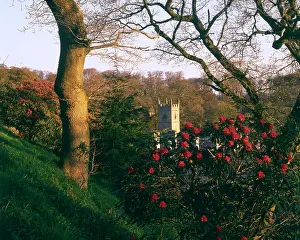 Bodmin: Rhododendrons and Lanhydrock Church, Cornwall