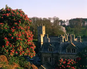 Bodmin: Rhododendrons at Lanhydrock House, Cornwall