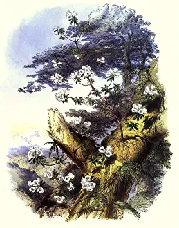 Fitch: The Rhododendrons of Sikkim-Himalaya