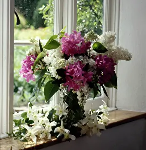Sill: Rhododendrons, white lilac and clematis