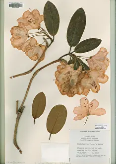 Ericaceae: Rhododendrum, loder's white