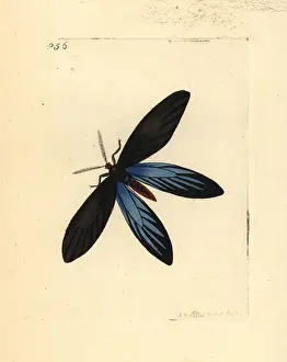 Phalaena: Rhodope moth, Colla rhodope