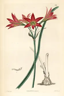 Miniatus: Rhodophiala advena