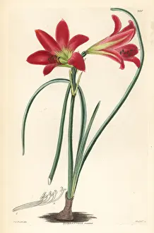 Rosea: Rhodophiala rosea