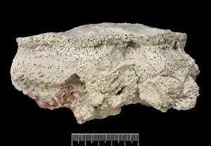 Alga: Rhodophyta, Coralline algae