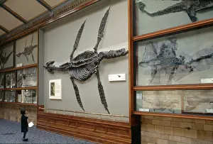 Pliosaur: Rhomaleosaurus cramptoni