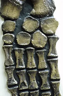 Pliosaur: Rhomdeosaurus cramptoni [Kettleness specimen]