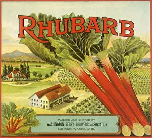 Rhubarb: Rhubarb Fruit Label