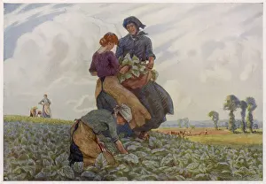 Rhubarb: RHUBARB GATHERING 1916