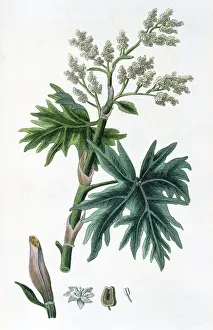 1823: Rhubarb (Rheum officinalis) used as a laxative