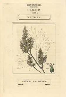 Rhubarb: Rhubarb, Rheum palmatum