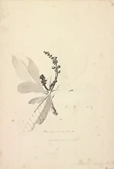 Sumac: Rhus artrum