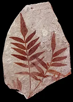 Kenrick: Rhus stellariaefolia, rhus