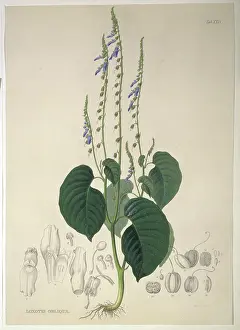 Lamiales: Rhynchoglossum obliquum