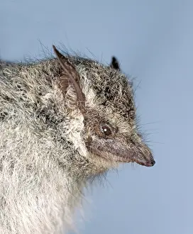 Sheath: Rhynchonycteris naso, proboscis bat