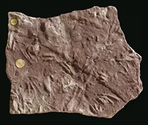 Sedimentary: Rhynchosaurus footprints