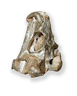 Rhynchocephalia: Rhynchosaurus skull