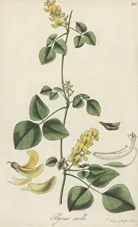 William Blackwood: Rhynchosia malacophylla