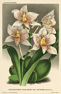 Odontoglossum: Rhynchostele aptera orchid