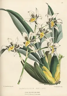 Volume 4: Rhynchostele madrensis orchid