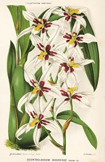 Stroobant: Rhynchostele madrensis orchid