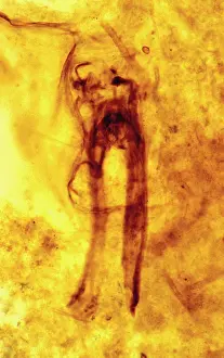 Jawbone: Rhyniognatha hirsti